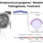 Streptococcus pyogenes - Morphology, Pathogenesis, Treatment