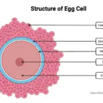 Structure of Egg Cell