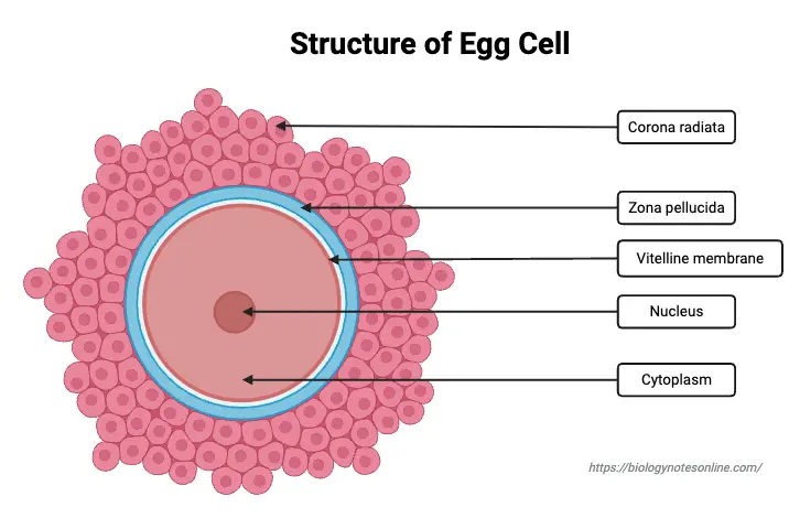 Structure of Egg Cell