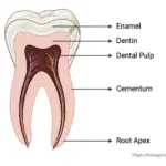 Structure of Human Teeth