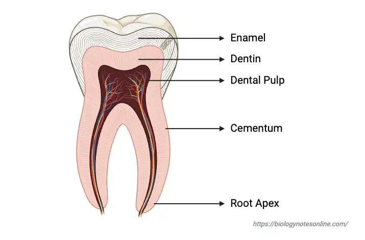 Structure of Human Teeth