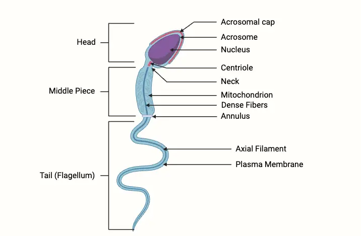 Sperm Cell - Definition, Structure, Functions - Biology Notes Online