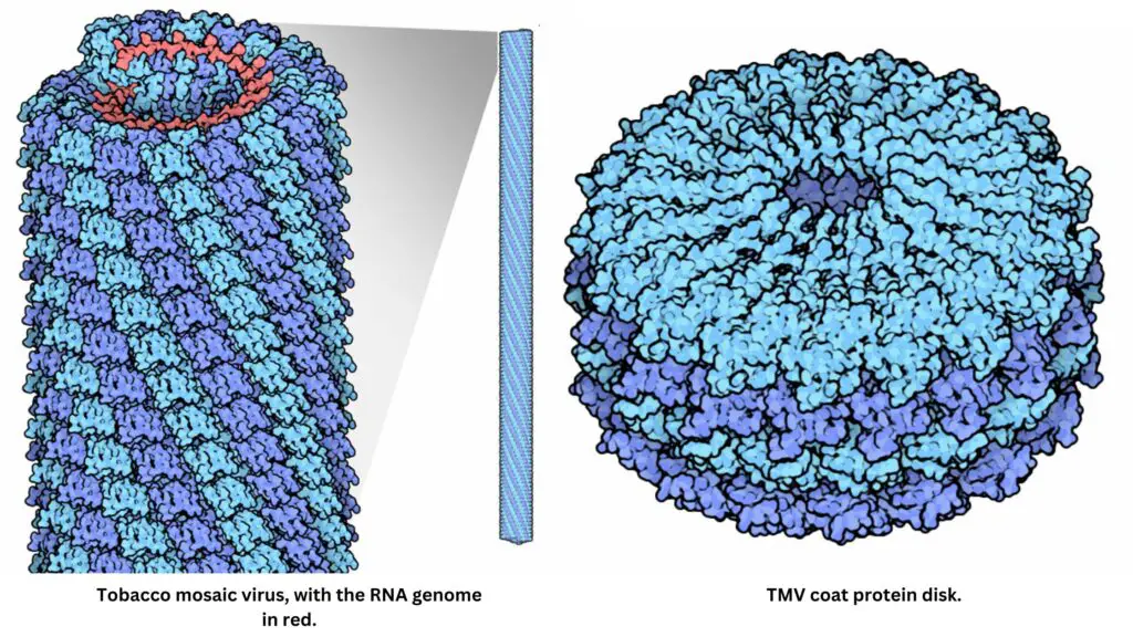 Structure of Tobacco Mosaic Virus (TMV)