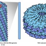 Structure of Tobacco Mosaic Virus (TMV)