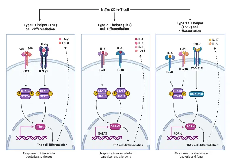 T Cell Differentiation into Various Functional Subtypes