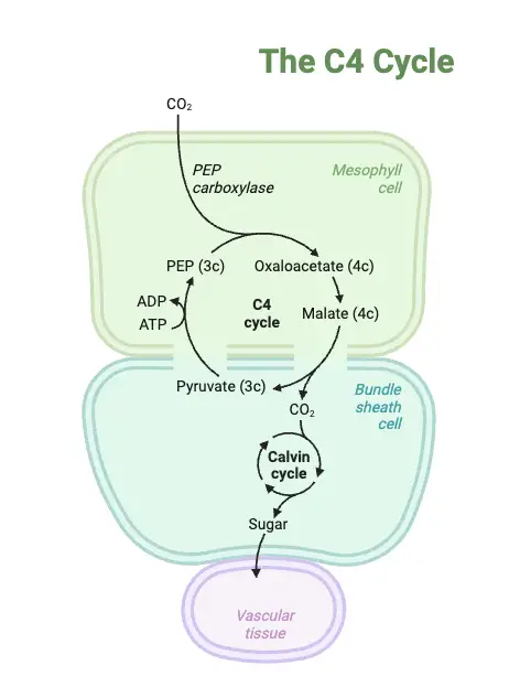 The C4 Cycle