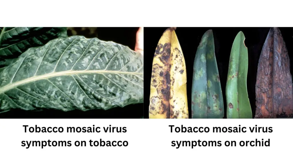 Tobacco mosaic virus symptoms