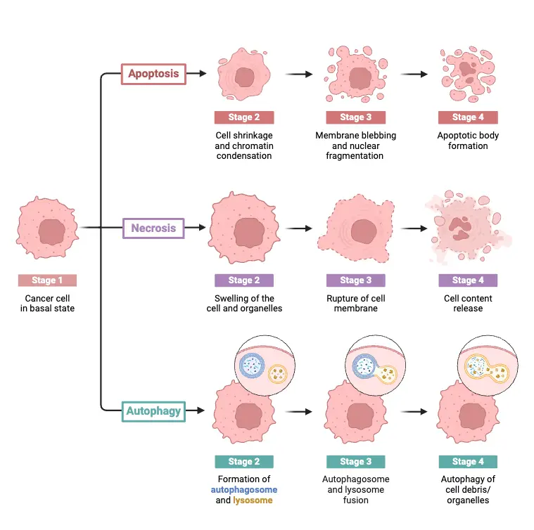 Types of Cell Death in Cancer Cells