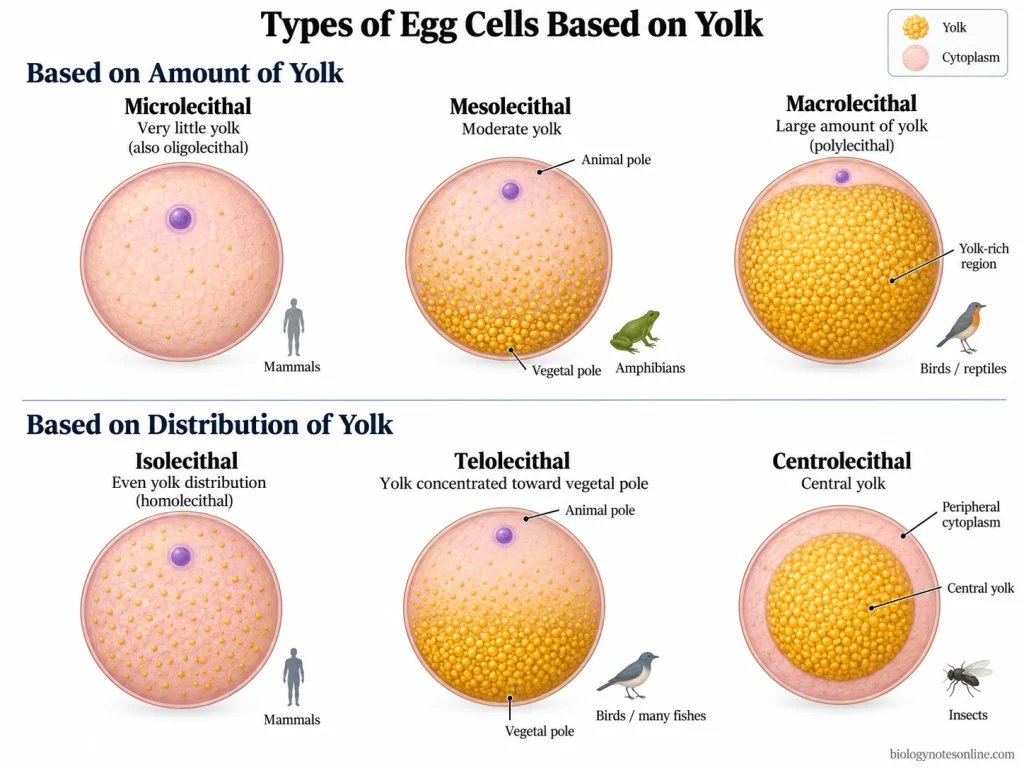 Types of Egg Cells Based on Yolk