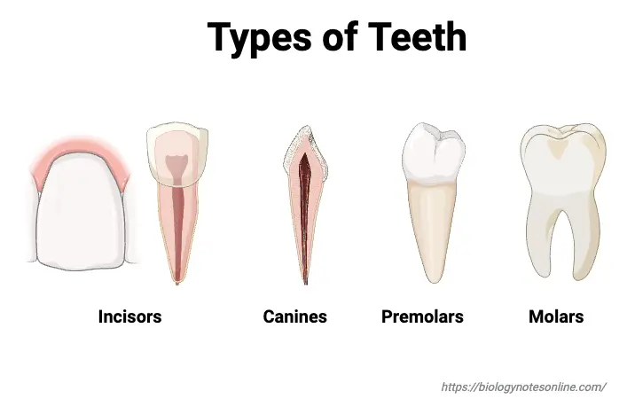 Types of Teeth