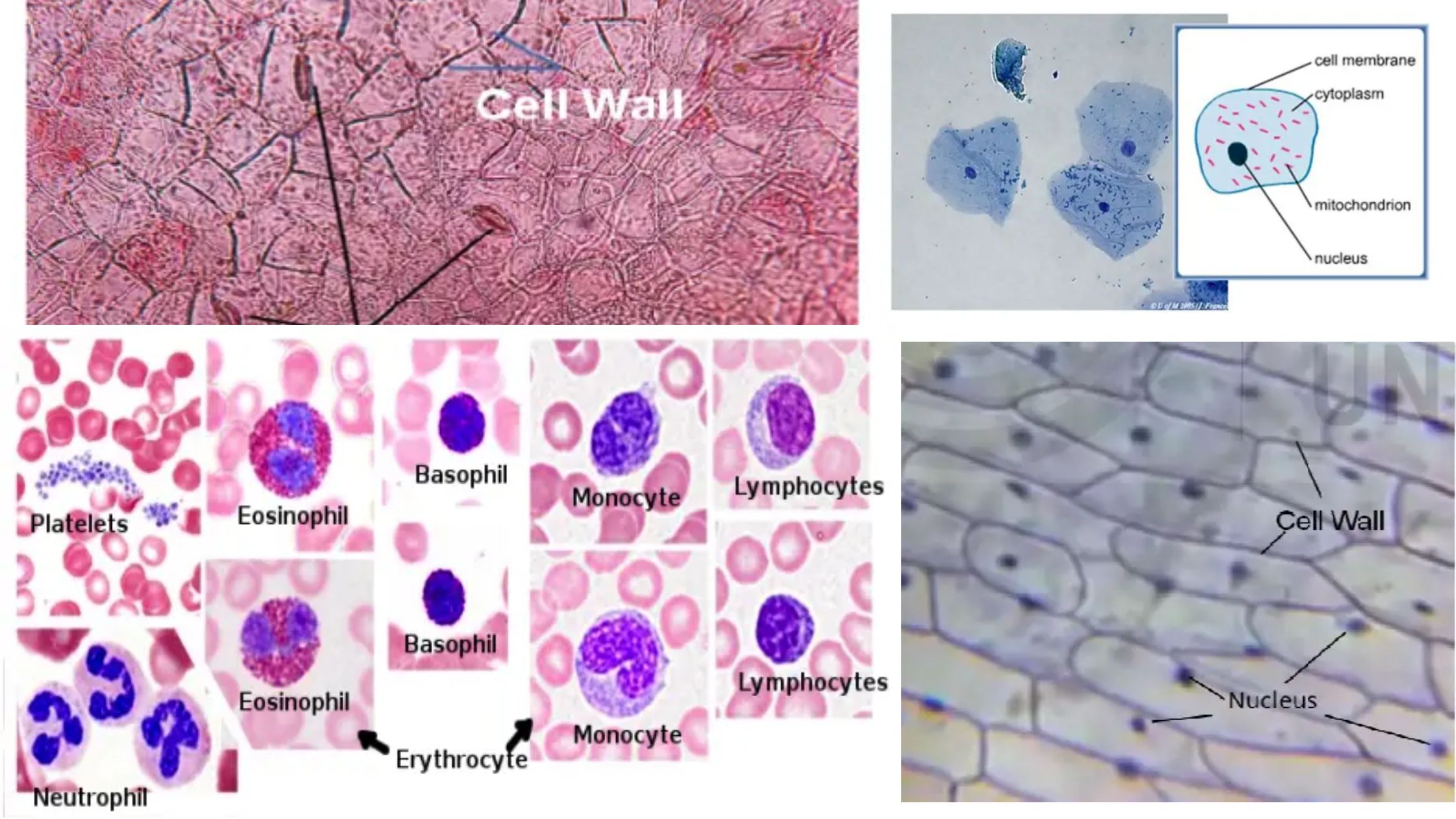 Visualisation of animal and plant cells Under Microscope