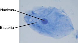 Animal Cells Under Light Microscope Micropedia