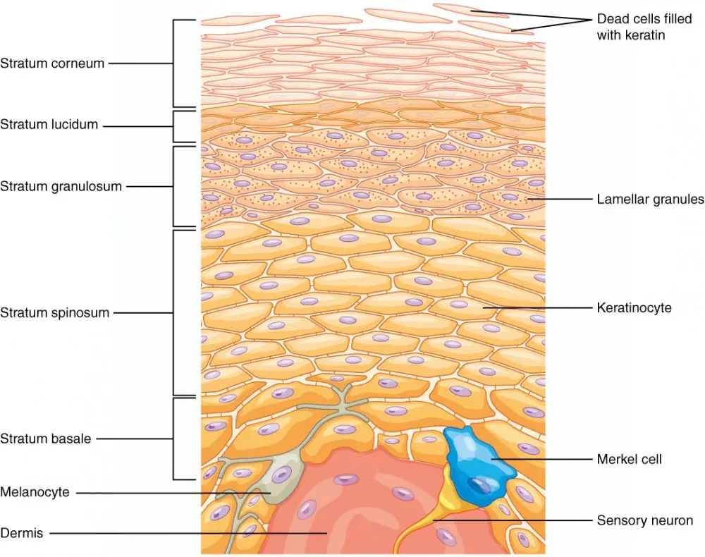 Layers of the Epidermis. 