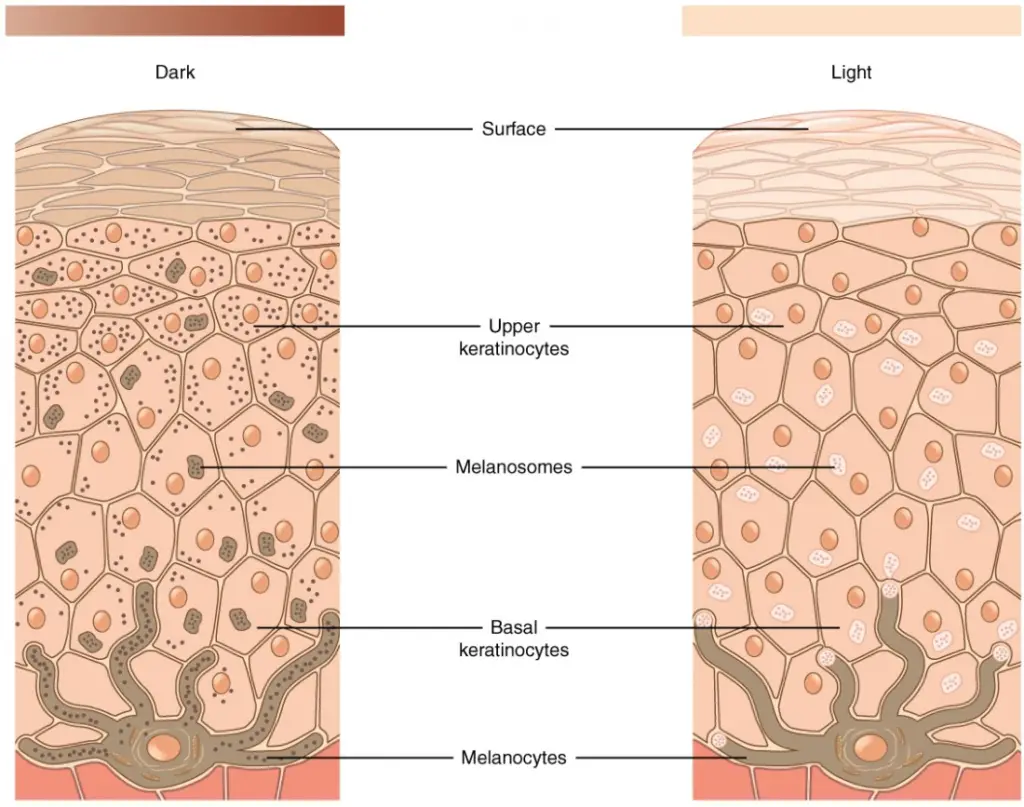 Skin Pigmentation.