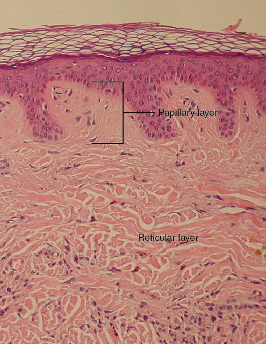  Layers of the Dermis.