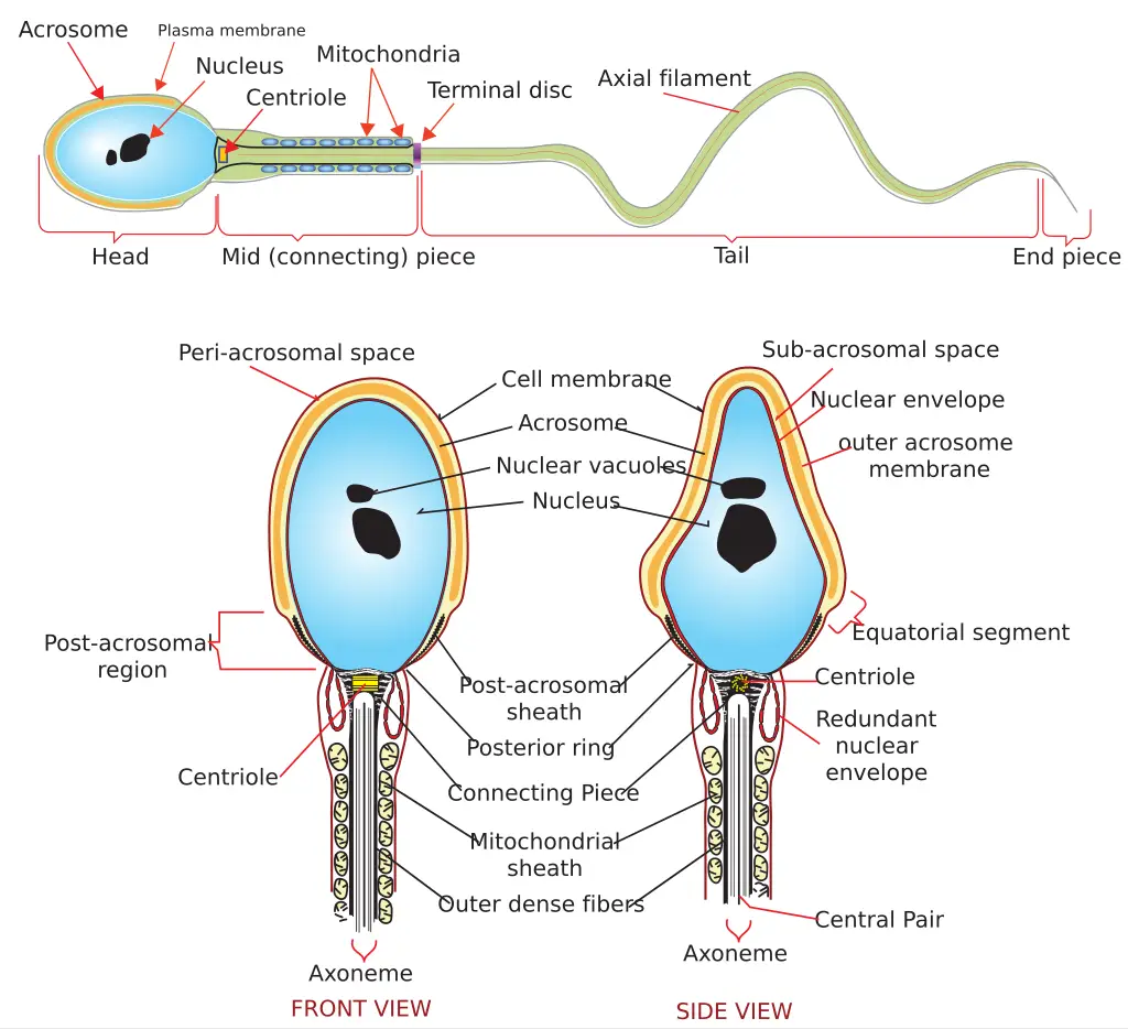 Diagram of a human sperm cell

