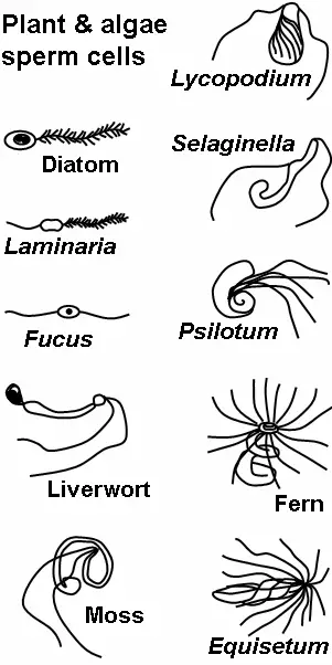 Motile sperm cells of algae and seedless plants