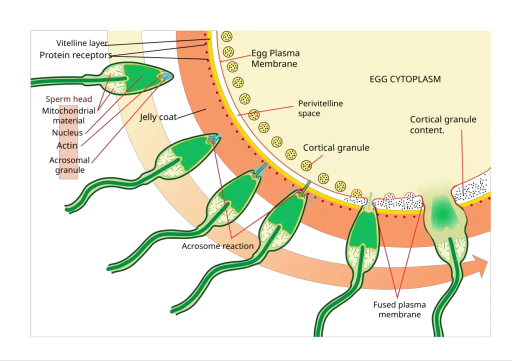 The process of fertilizing an ovum (top to bottom).

