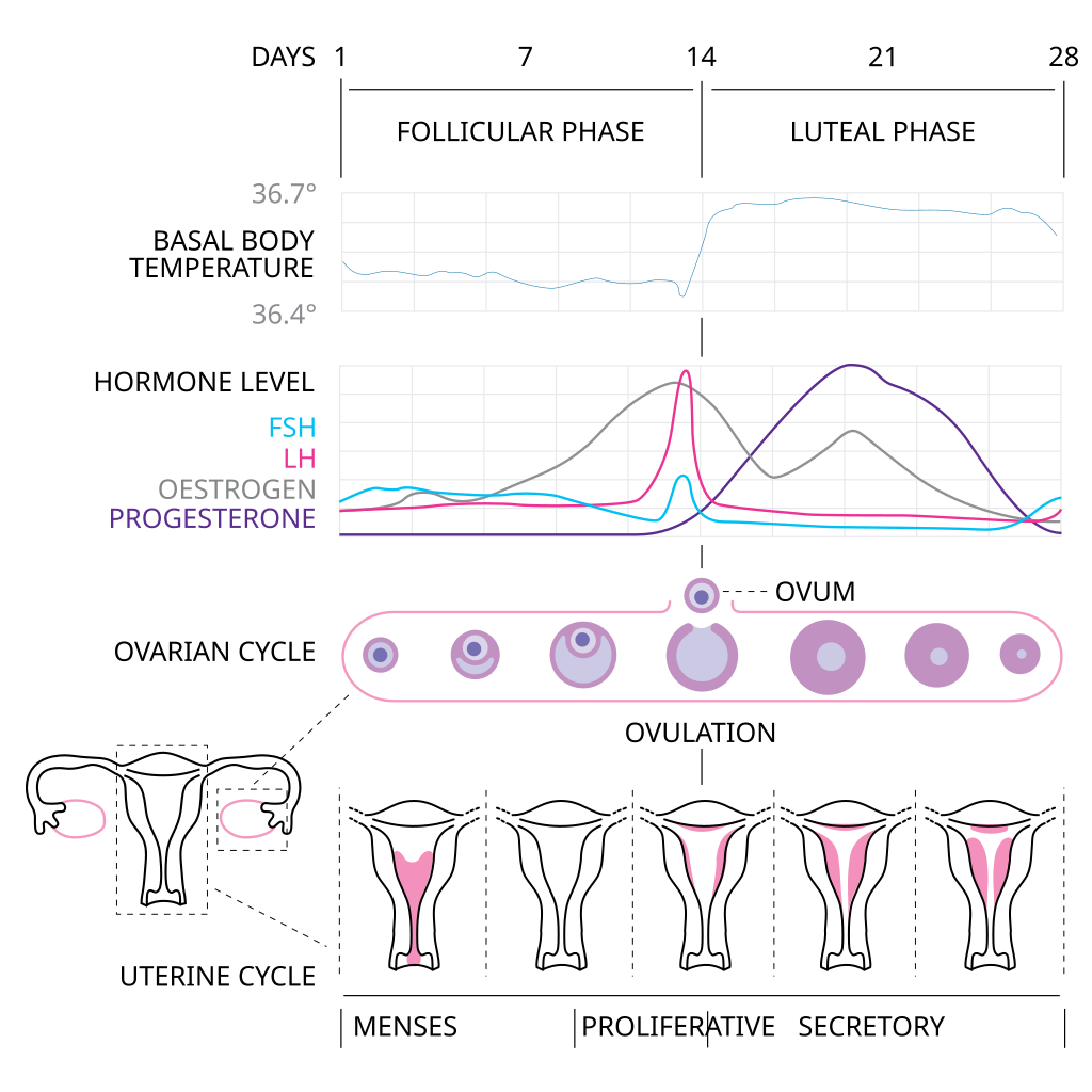 Menstrual cycle