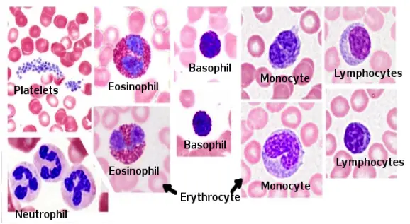 Stained different human blood cells.