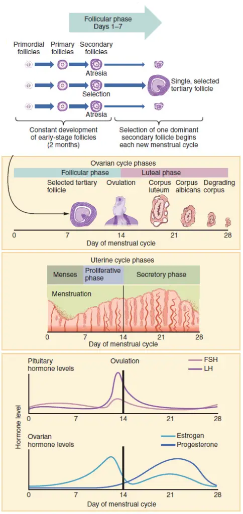 Progression of the menstrual cycle and some of the hormones contributing to it

