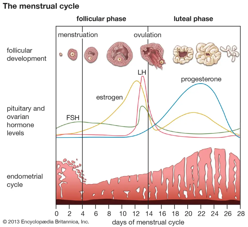 Phases of the Menstrual Cycle