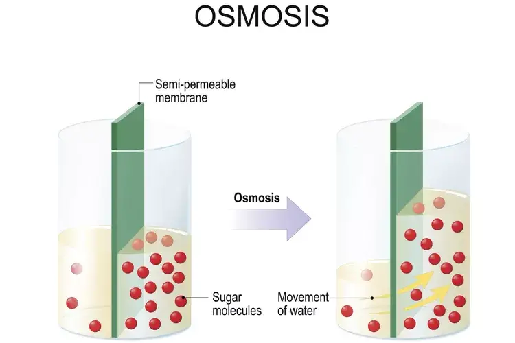 Osmosis