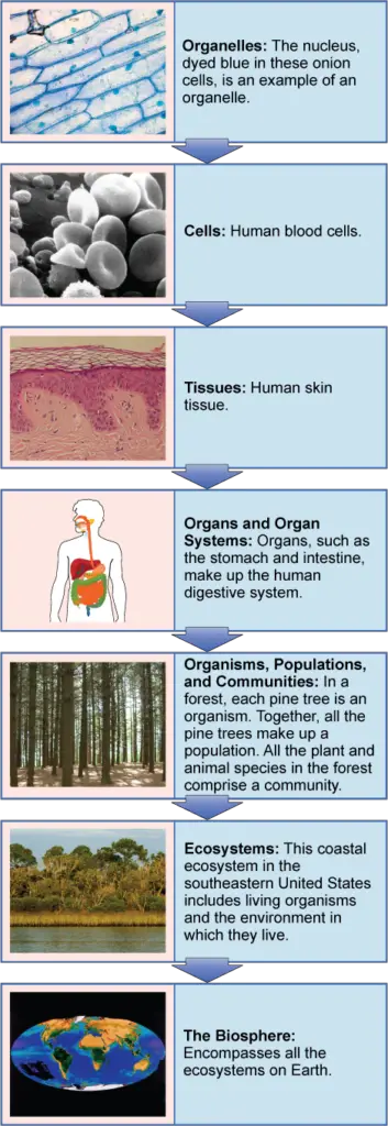 Diagram of levels of organization from General Biology (Boundless)