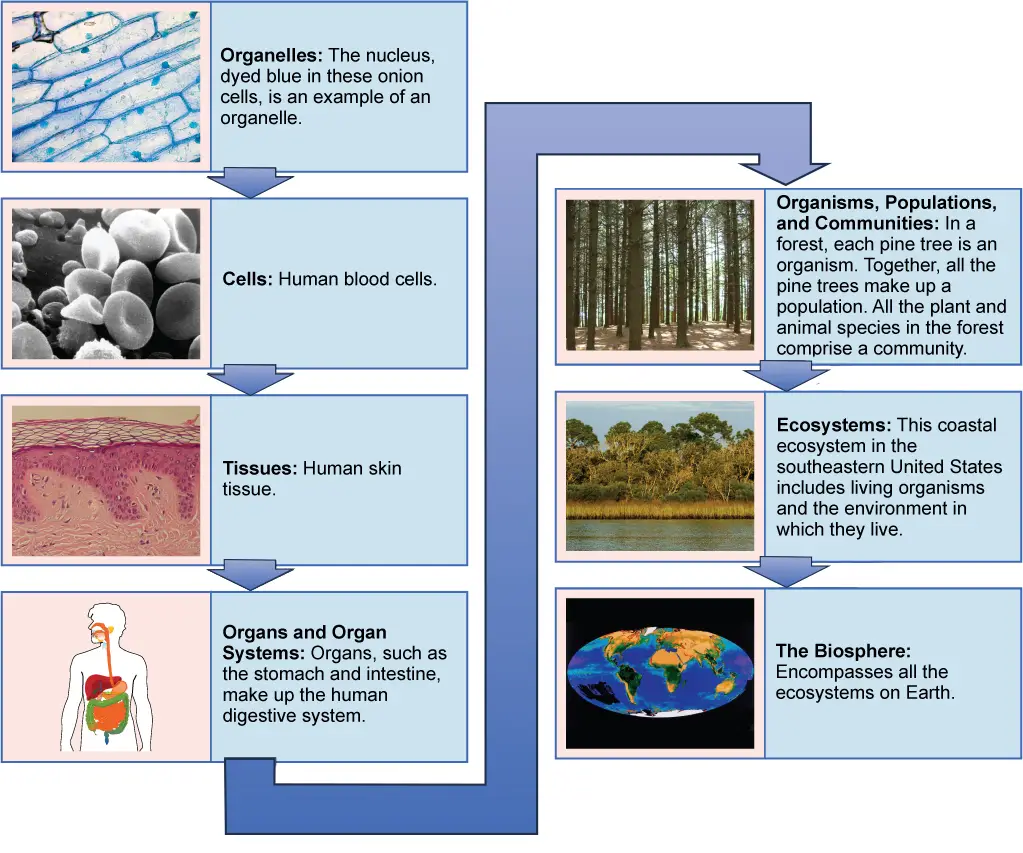 The biological levels of organization of living things are shown