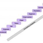 The hierarchy of biological organization from atoms to the biosphere.