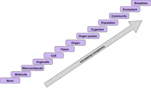 Biological Organization – History, Levels, Importance
