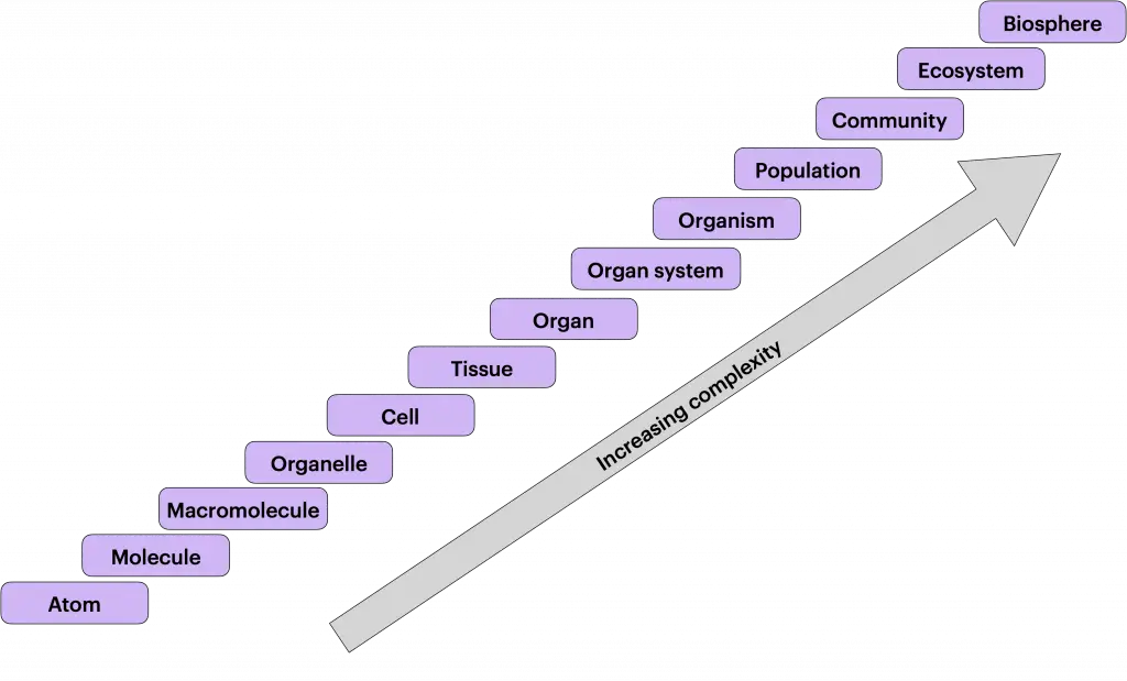 The hierarchy of biological organization from atoms to the biosphere.