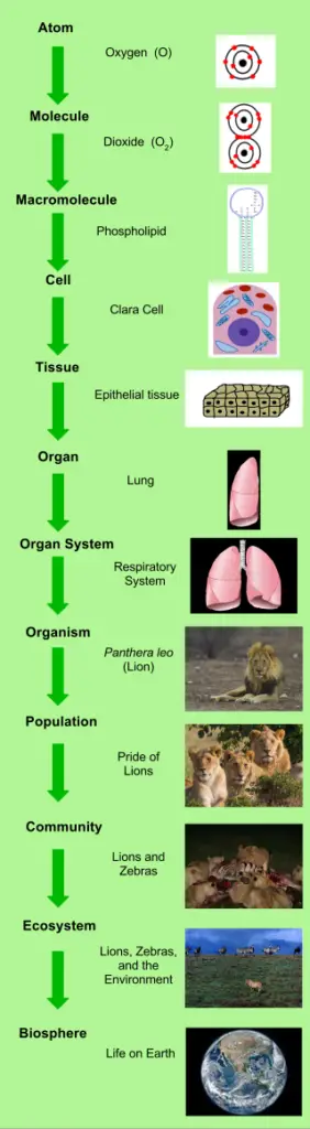 Levels of Biological Organization