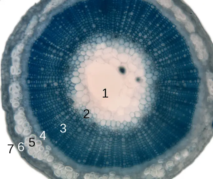 Different plant tissues: (1) pith, (2) protoxylem, (3) xylem, (4) phloem, (5) sclerenchyma, (6) cortex, and (7) epidermis.
