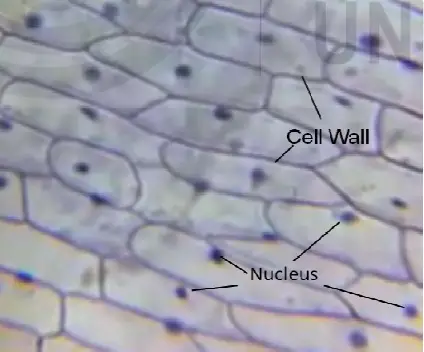 Onion Epidermal Cells