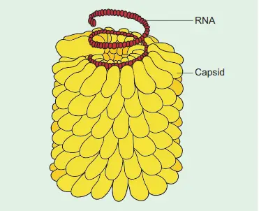 Structure of Tobacco Mosaic Virus (TMV)