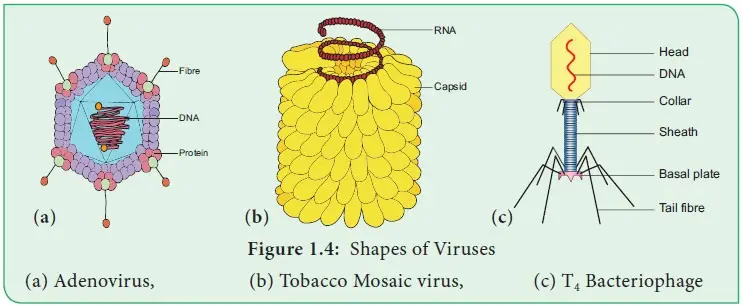 Tobacco mosaic virus (TMV) - Structure, Life cycle, Infection ...