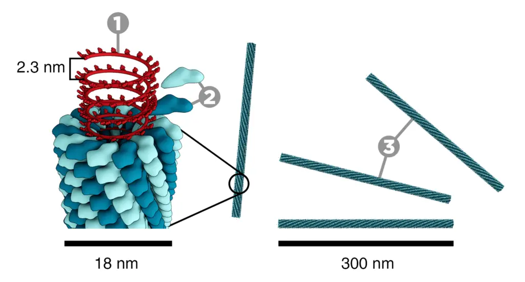 Schematic model of TMV: 1. nucleic acid (RNA), 2. capsomer protein (protomer), 3. capsid

