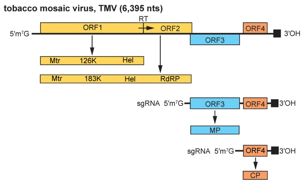 Genome of tobacco mosaic virus

