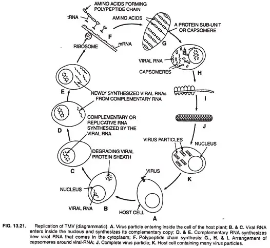 Life Cycle of Tobacco Mosaic Virus (TMV)