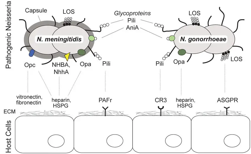 Schematic of surface glycans of the pathogenic Neisseria, and glycan-based interactions with host cells.