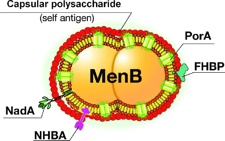 Schematic representation of Neisseria meningitidis serogroup B (MenB) 
