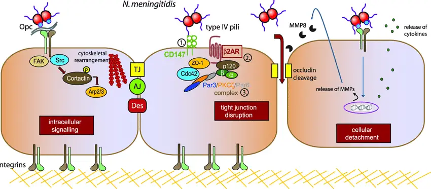 Schematic representation of the steps of N. meningitidis interaction with brain endothelial cells and activated signalling pathways.