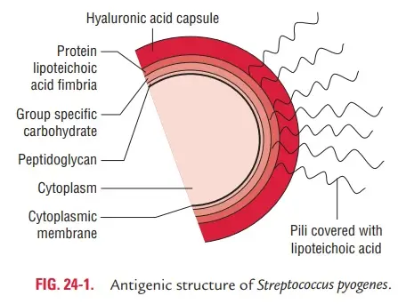 Antigenic structure of Streptococcus pyogenes.