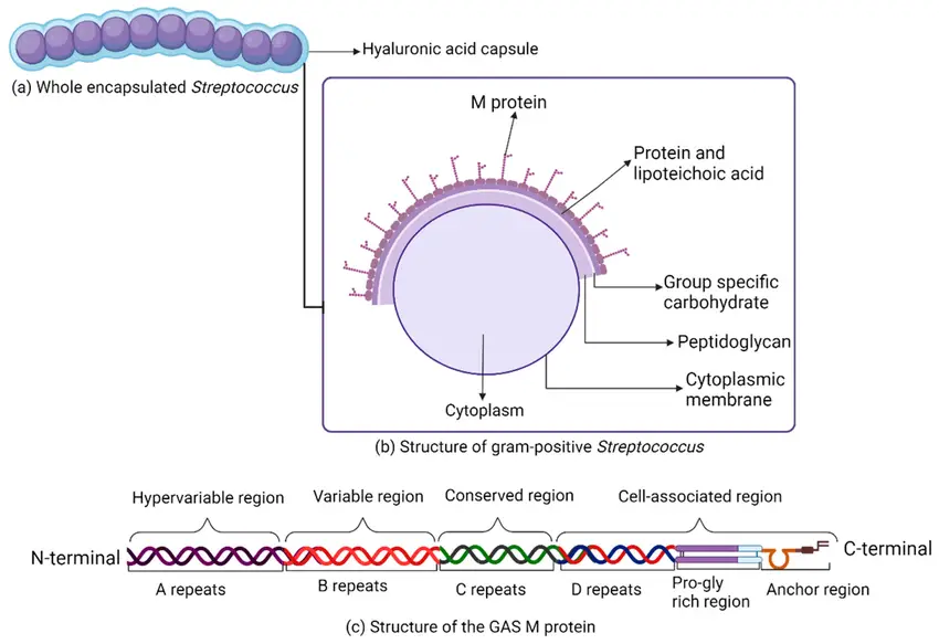 Gram-positive Streptococcus pyogenes schematic. (a) Whole encapsulated Streptococcus; (b) structure of Streptococcus pyogenes; and (c) structure of the GAS M protein.
