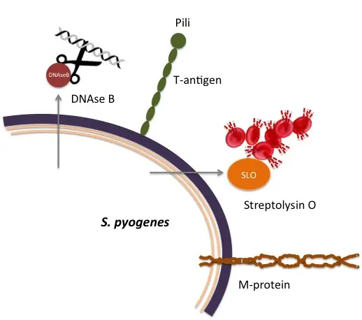 Common antigenic proteins of S. pyogenes