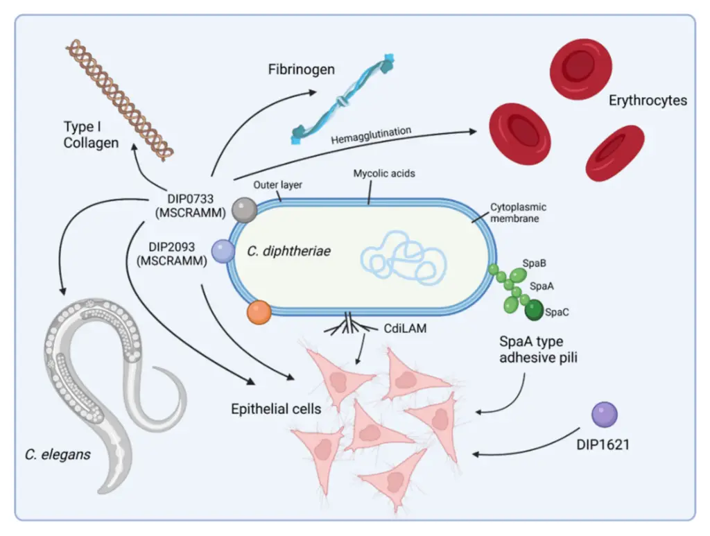 Adhesion of C. diphtheriae: a multi-factorial process.