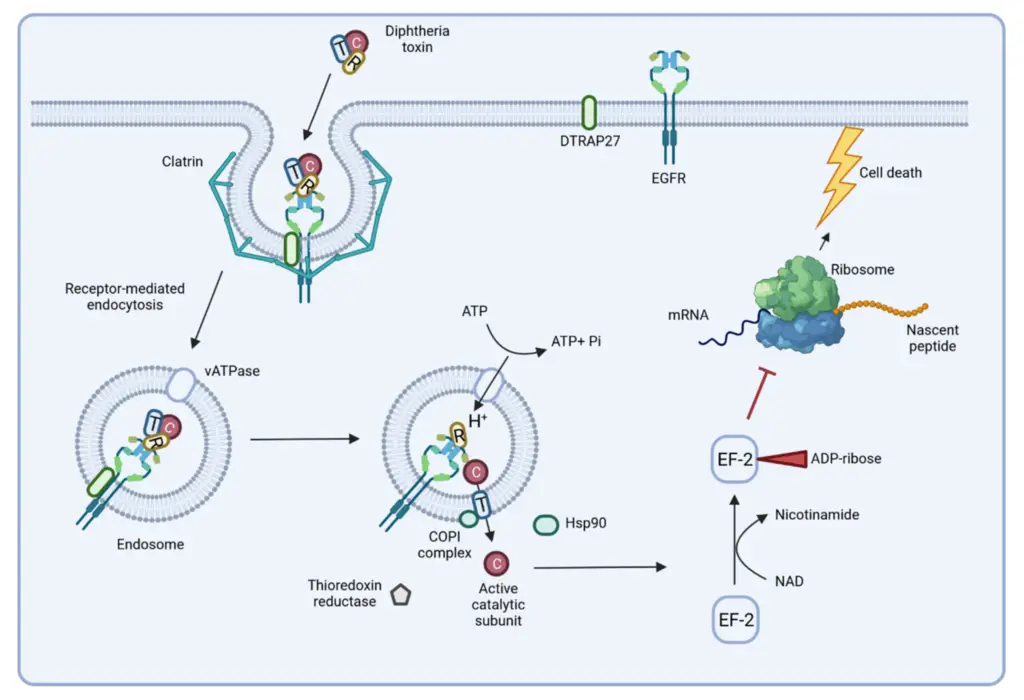 Delivery and action of diphtheria toxin. 