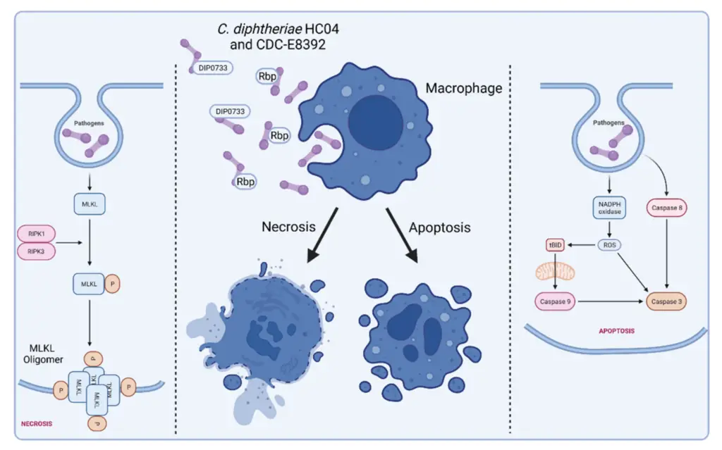 C. diphtheriae-induced necrosis and apoptosis in macrophages.