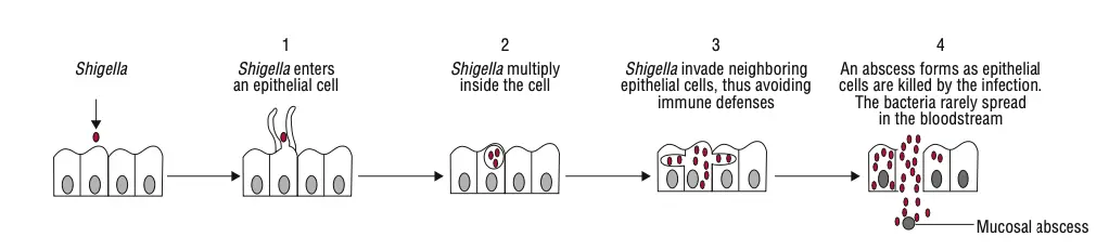 Schematic diagram showing pathogenesis of bacillary dysentery.